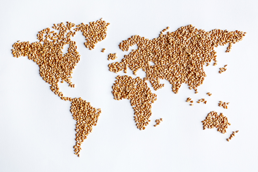 World map made with wheat grains