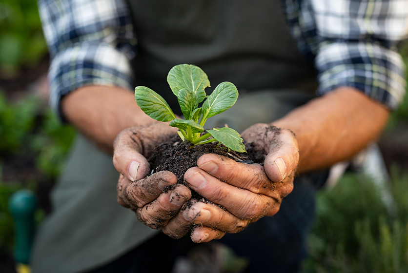 Farmer with a handful of soil with a sapling