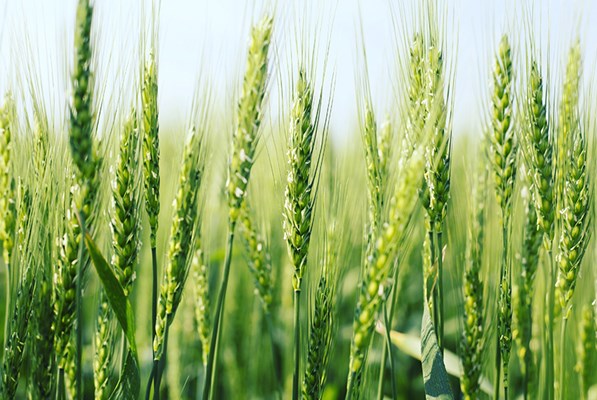 Wheat crops