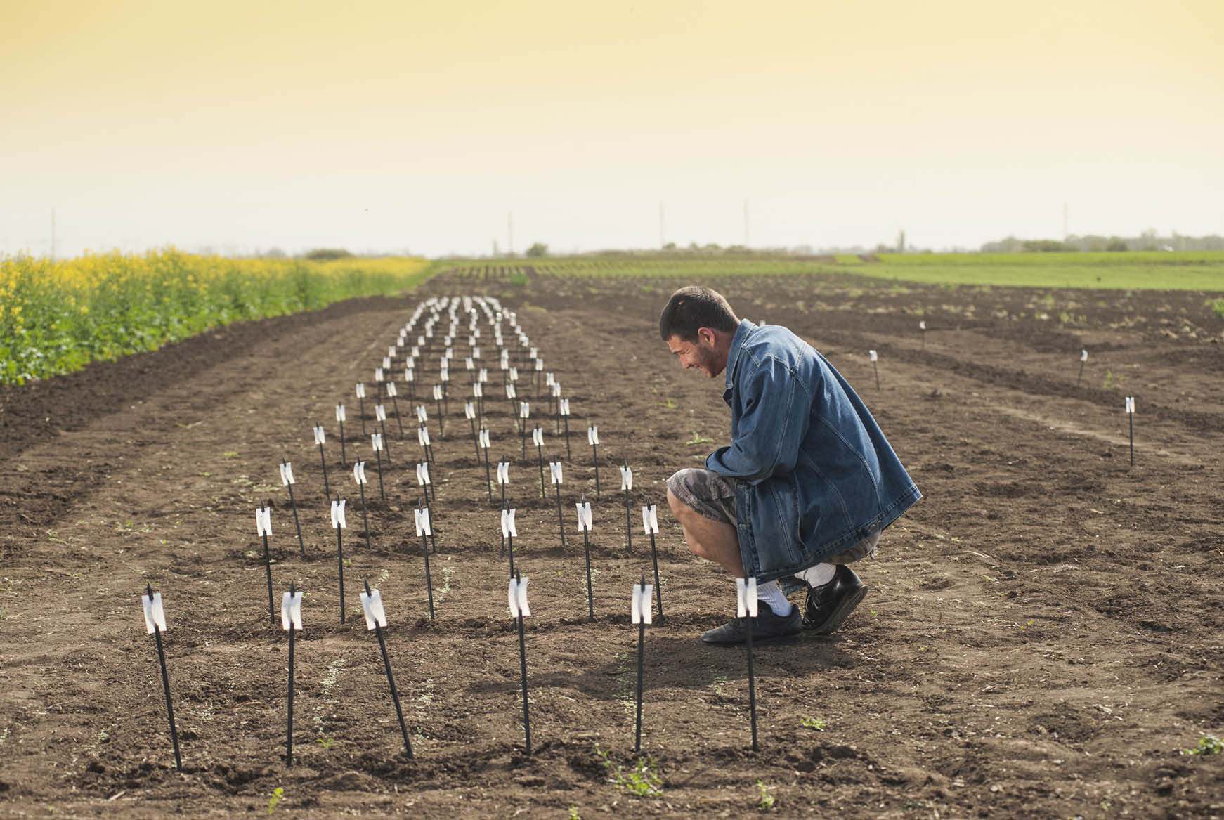 Farmer in a field of saplings