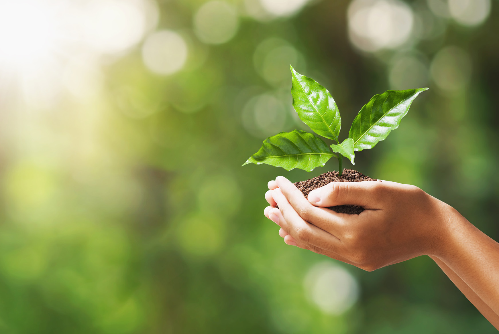 Hand holding a sapling