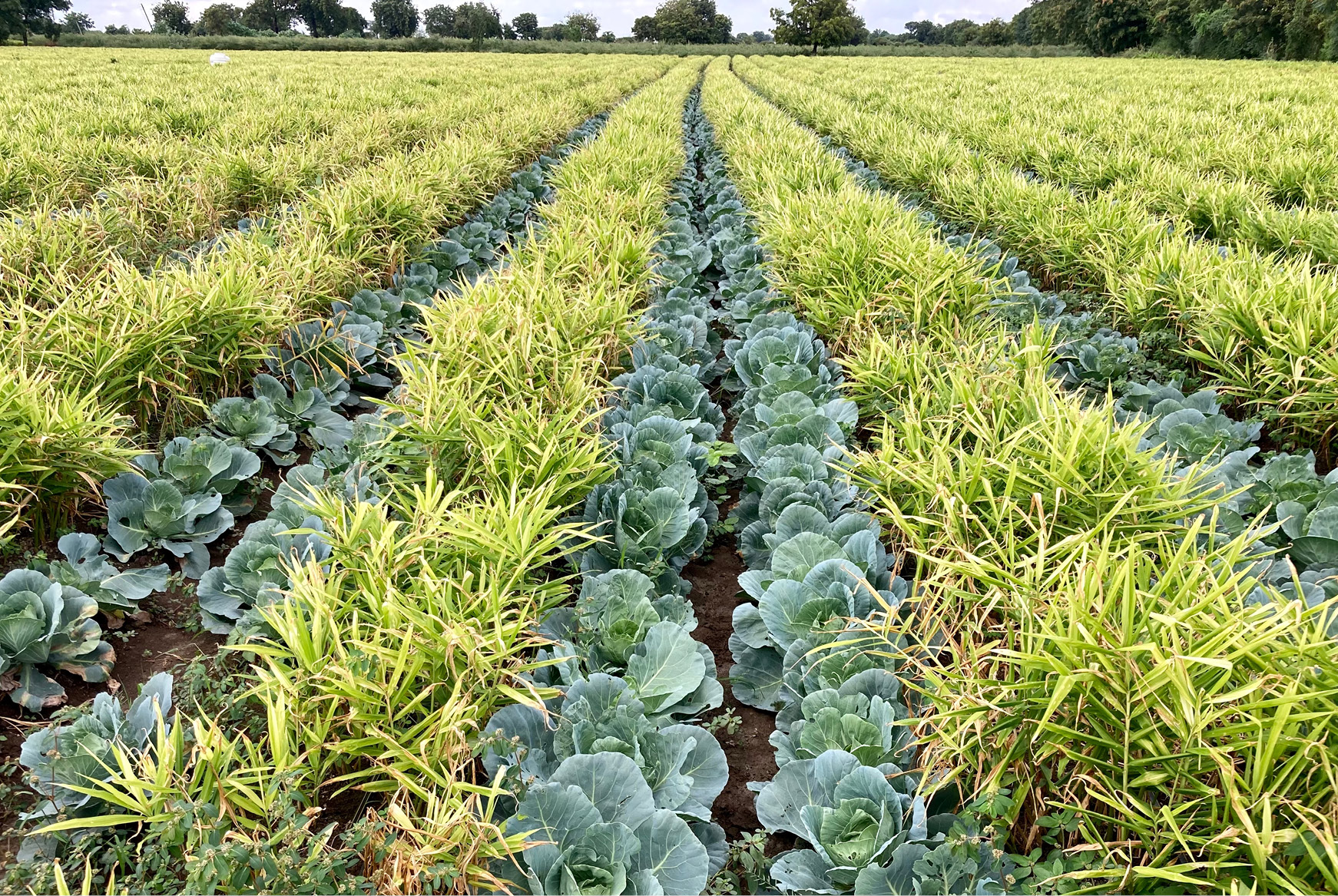 Rows of vegetables in a field