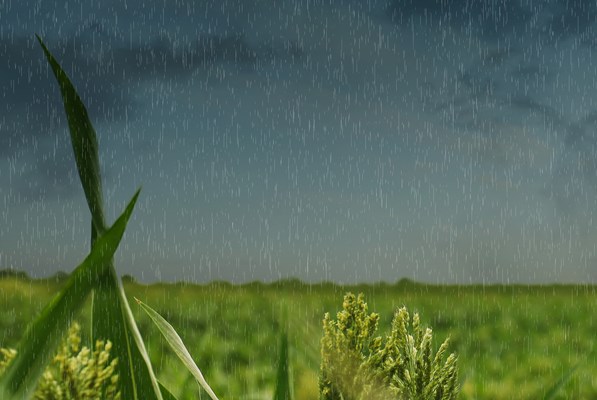 Rainfall in a field