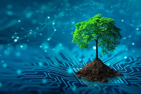 Sapling placed on a digital chip