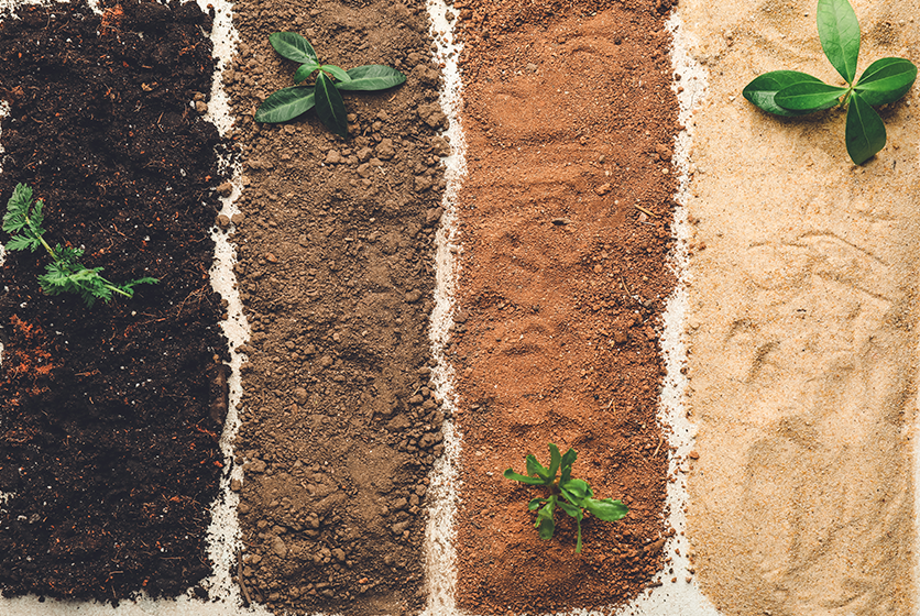 Different types of soils with saplings arranged vertically