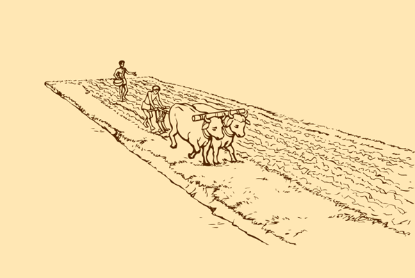 Diagrammatic presentation of a field being ploughed by bullock carts