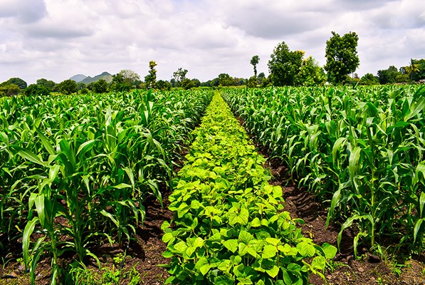 Rows of crops on a field