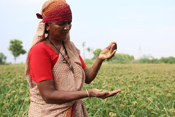 Farmer checking grains in a field