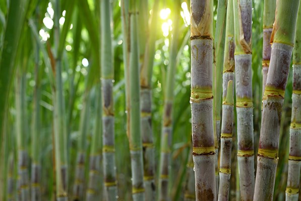 Sugarcane field