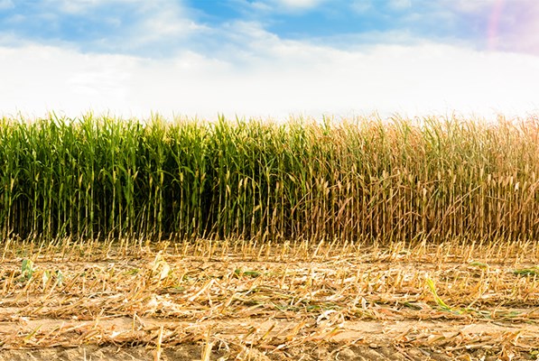 Sugarcane field