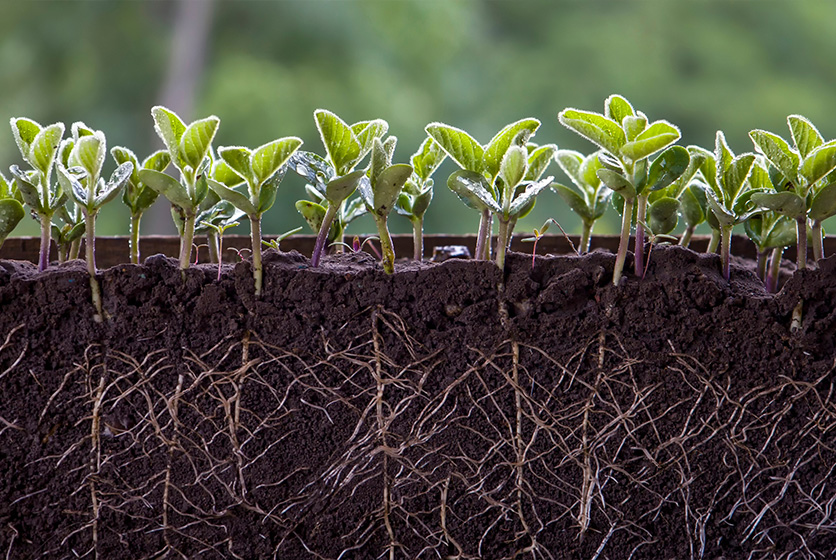 Saplings with visible roots in soil