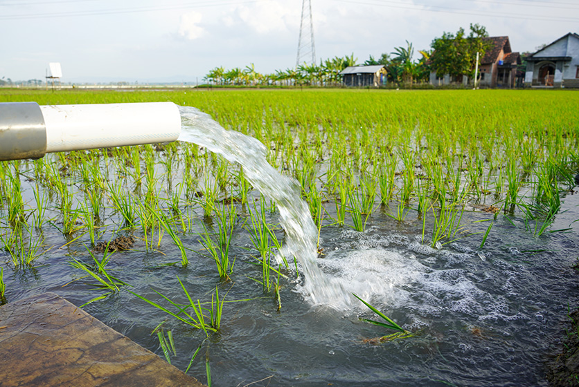 Pump gushing out water in to a paddy field