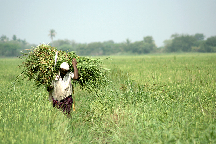 Farmer carrying stack of grass across a field