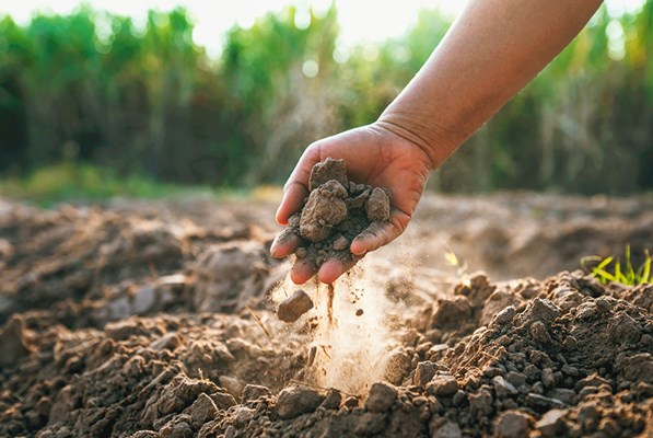 Farmers hand holding soil to check quality