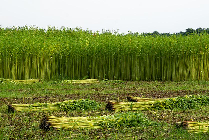 Green jute field being dried