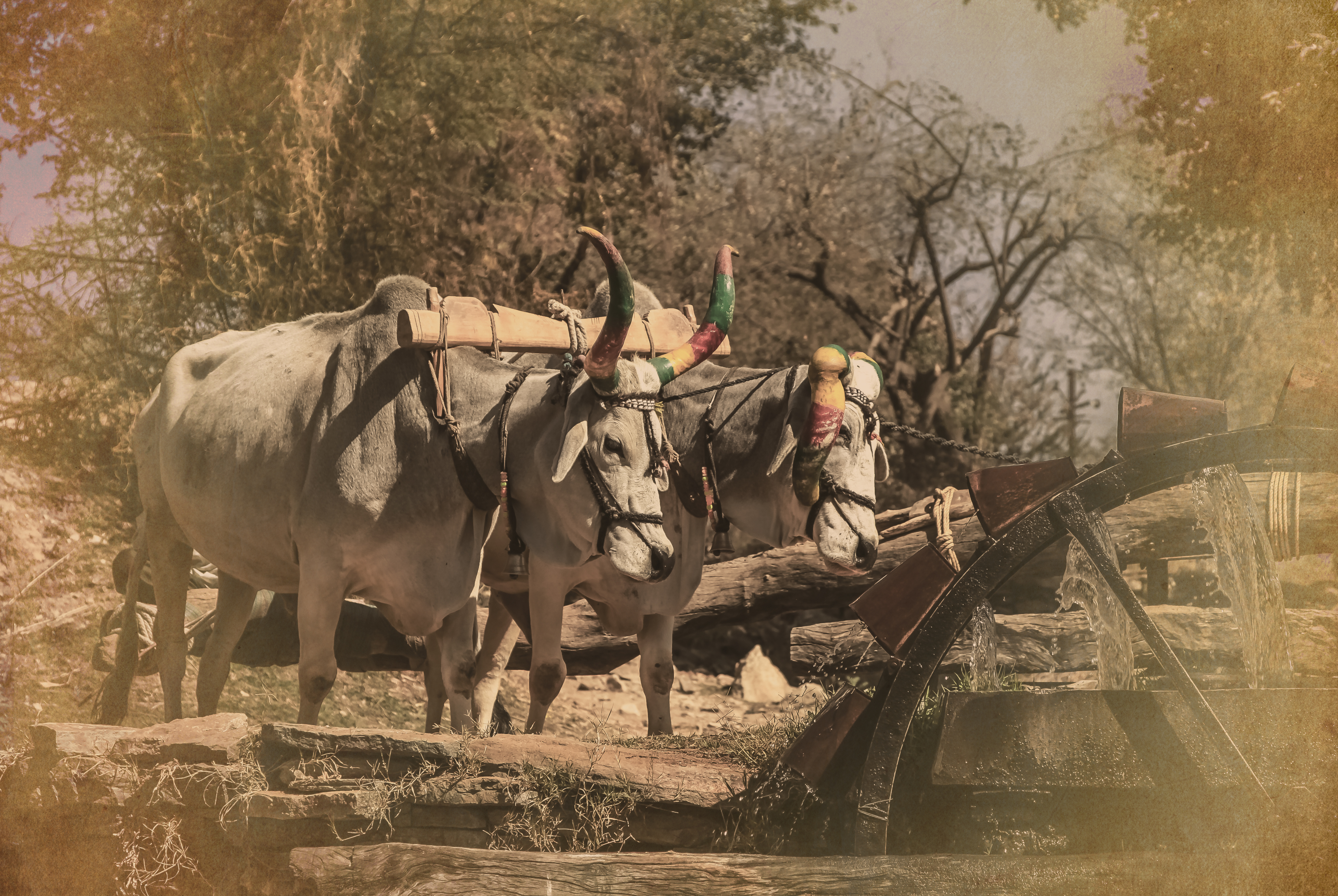 Water wheel powered by cattle with colorful painted horns.