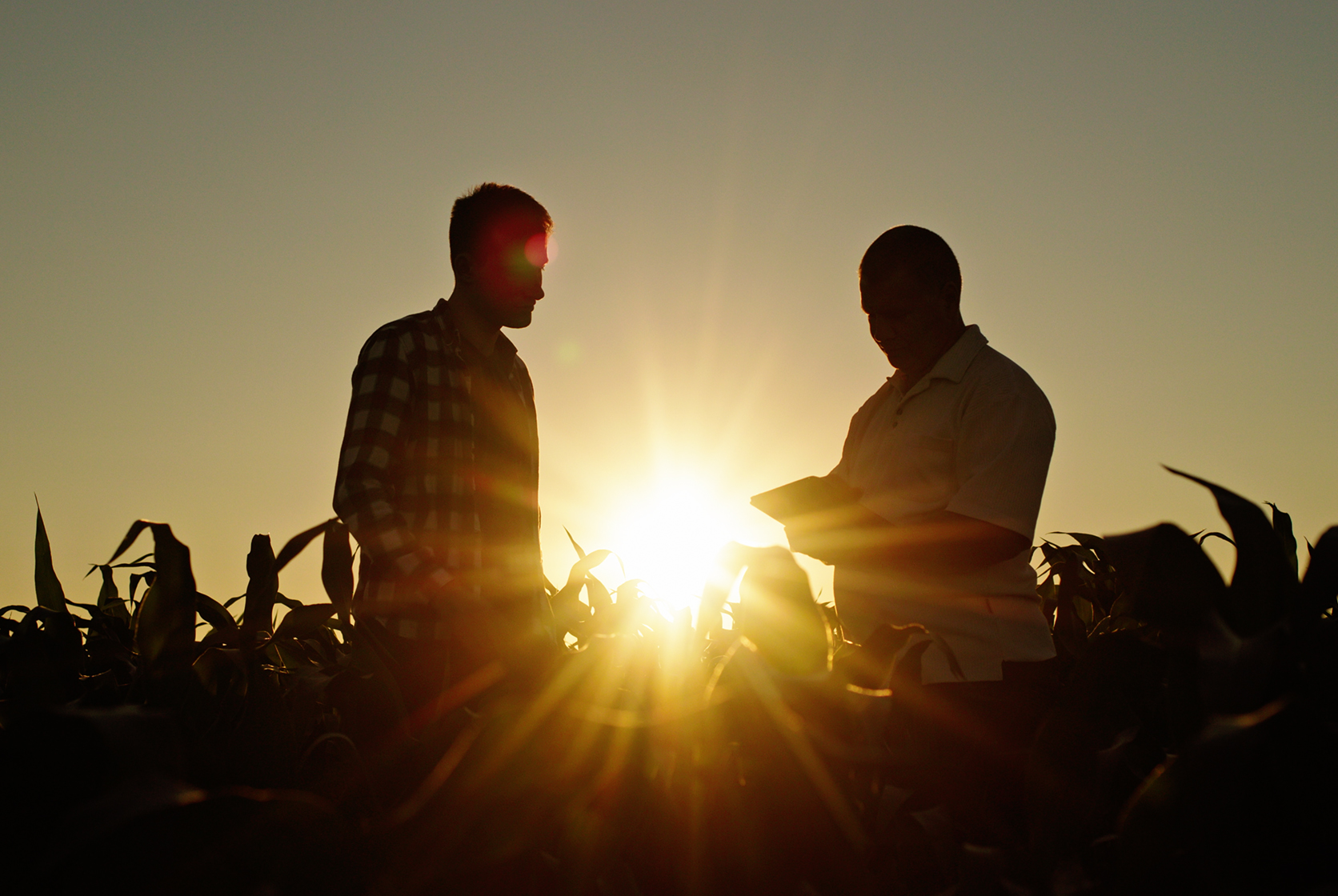 Silhouettes of two farmers talking in a field against a picturesque sunset using a tablet
