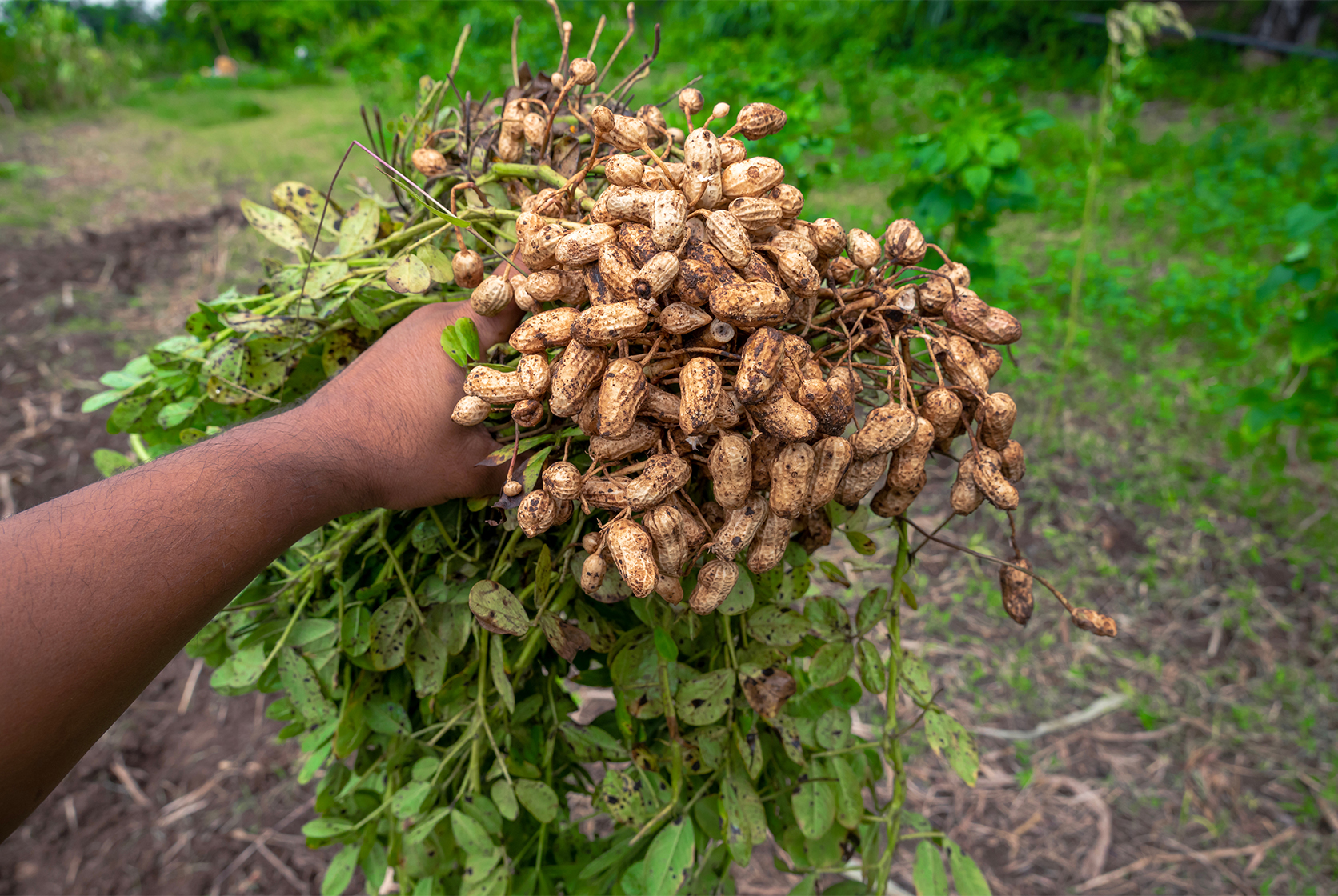 Farmer holding a bunch of fresh groundnuts with roots