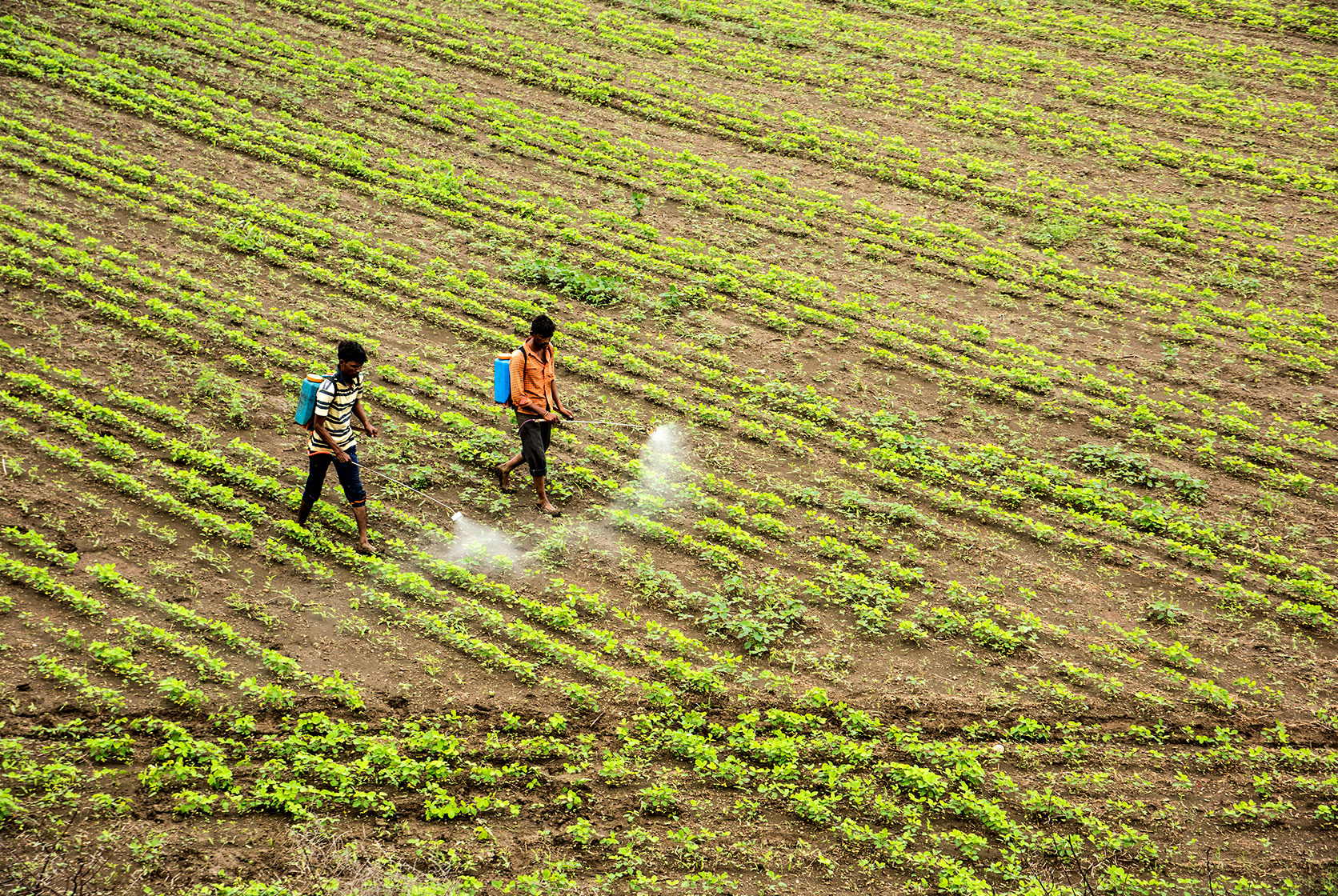 Farmers spraying pesticides at agriculture field