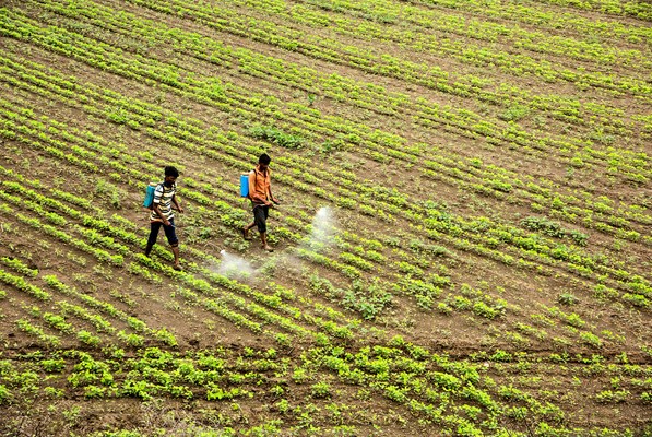 Farmers spraying pesticides at agriculture field