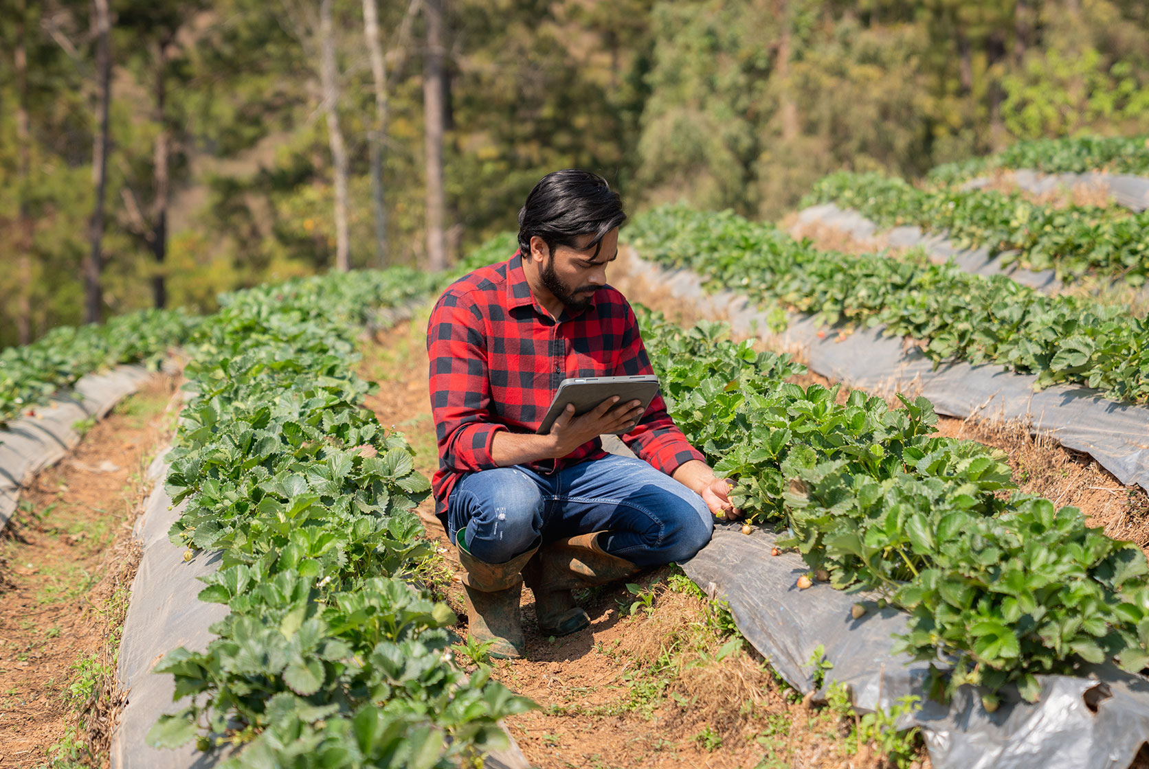 Farmer checking for crop pests while checking data on a tablet