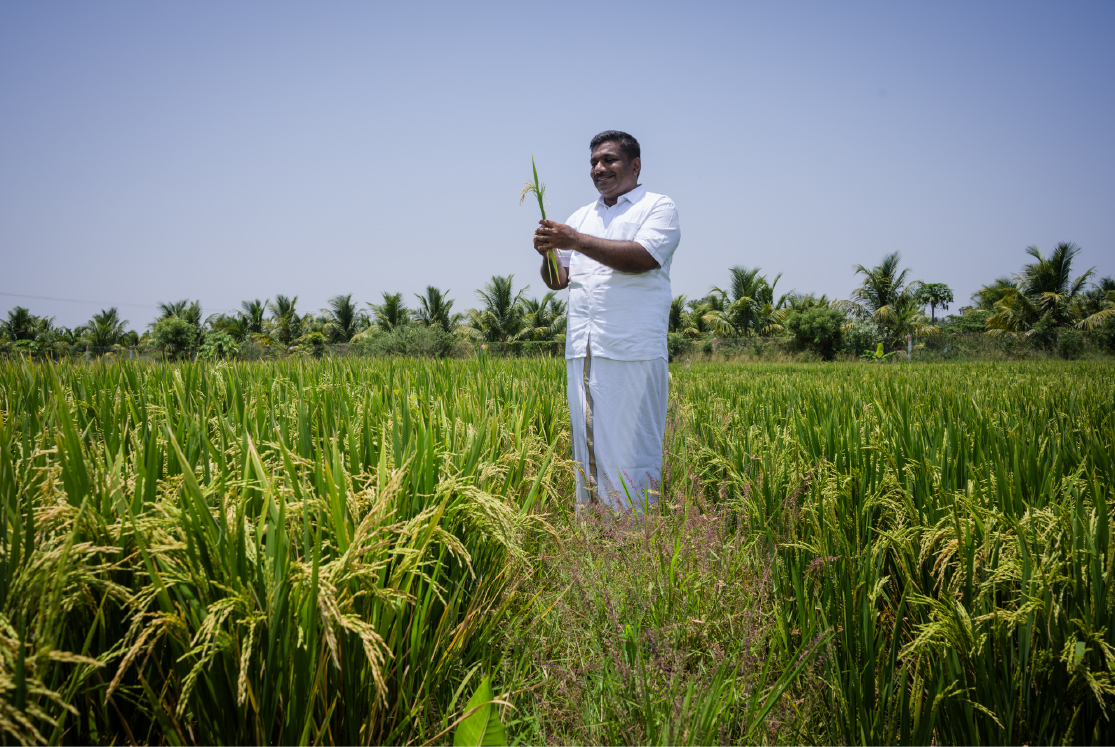 Smiling farmer holding a crop standing in the middle of agricultural field.
