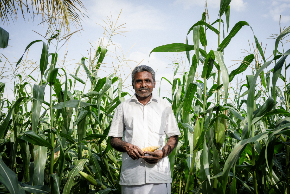Happy farmer holding a corn and surrounded by a corn field