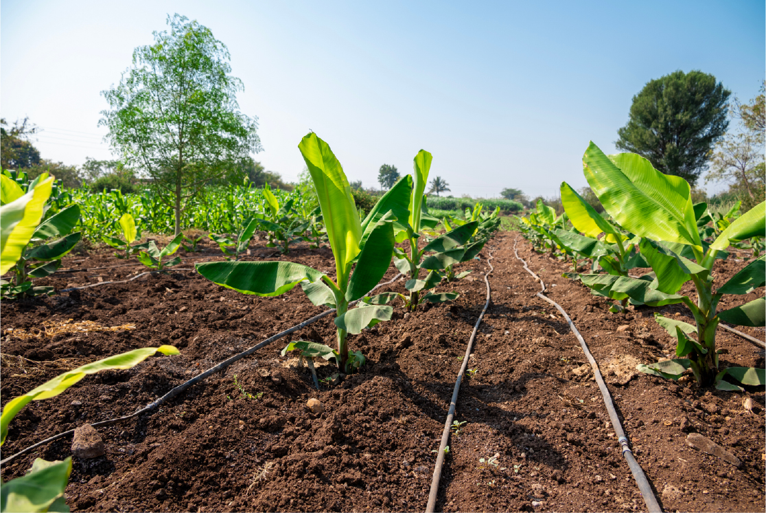 Young banana plants in a rural farm in India