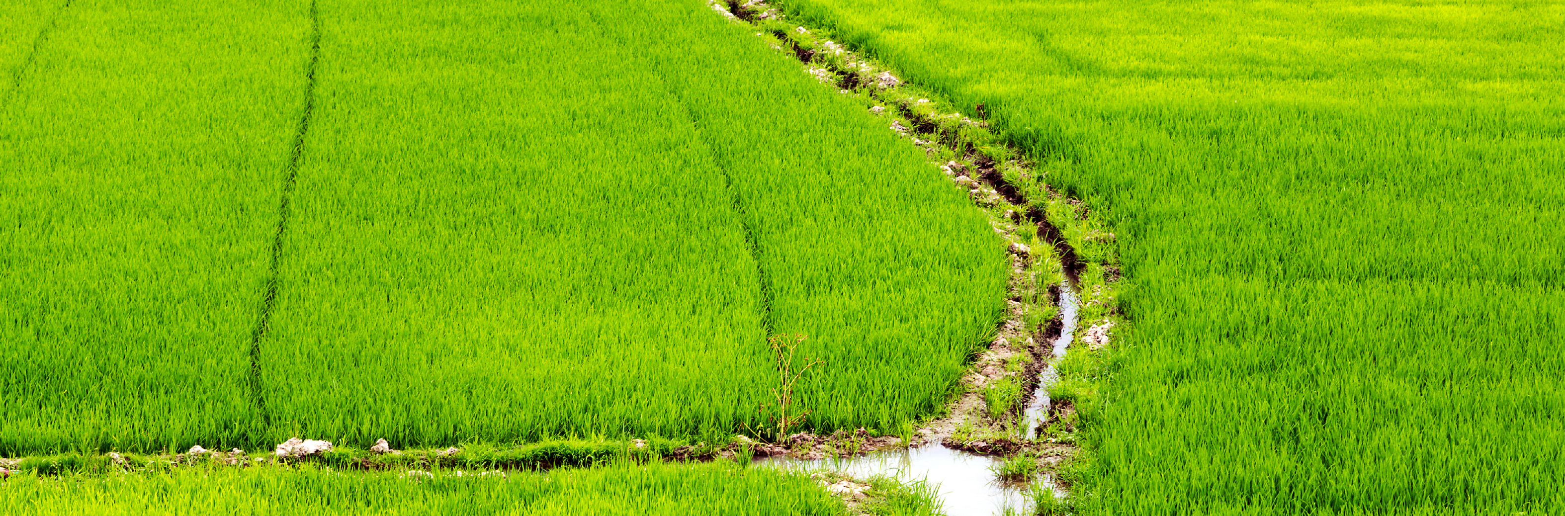 Aerial view of a rice field with a stream running through