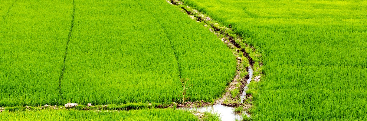 Aerial view of a rice field with a stream running through