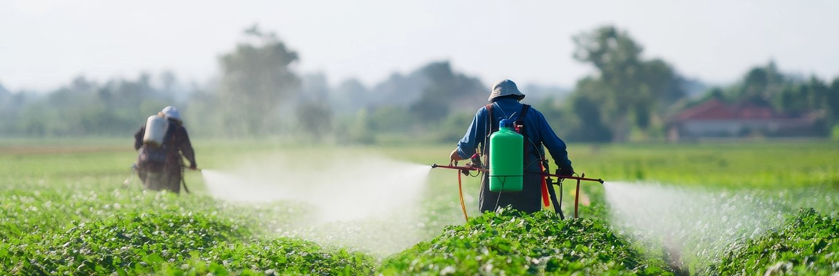 Farmers spraying crops in green field for pest control